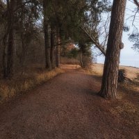 Прогулочная аллея вдоль берега Финского залива. :: Лилия *