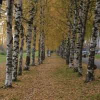 Золотая осень :: Александр Буторин