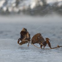 В брызгах ледяного дождя :: Сергей Герасимов