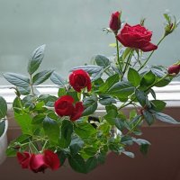 розы :: Галина R...