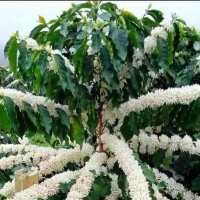 Цветёт кофе! :: Валерий Кокорев