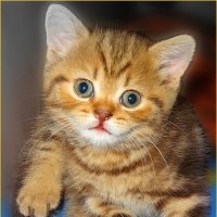 Маленький Барсик :: Наталья ***