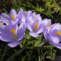 Мартовская нежность... :: Галина 