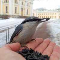 Поползень :: Сапсан 