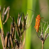 Лето. Макро :: Владимир Лазарев