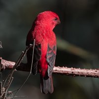 Алая чечевица :: Yudong Liu