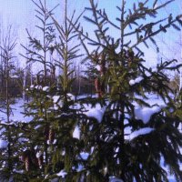 Ёлочка :: Людмила Смородинская