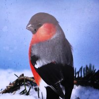 Красавчик :: Людмила Смородинская