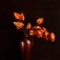 Кёльрейтерия метельчатая :: Игорь 