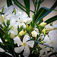 Цвет. :: Владимир Драгунский