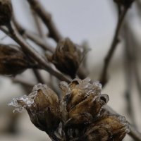 Ледяные цветы :: Мариша 