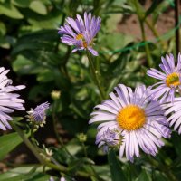 В саду. :: сергей ермошкин