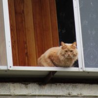 нижнетагильский кот :: Елена Шаламова