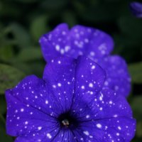 Петунии :: Алёна Савина