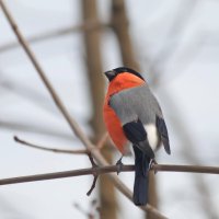 Где же моя ненаглядная, где? :: Татьяна Бравая