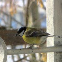 Синица :: Лариса С.