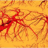 СТРАСТЬ... :: Elvira E. СТРАСТЬ... :: Elvira E.