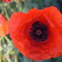 Природа Крыма :: Изумительная Космея