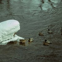 Весна речка Иж - Утки любовь зла :: Владимир Максимов