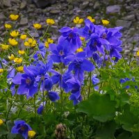 Водосбор :: Aleksey Afonin