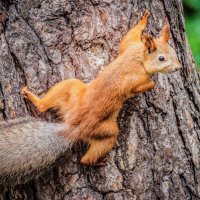 белка :: Аркадий Лаптенко