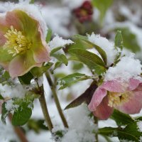 Капризы природы... :: Надежда Куркина 