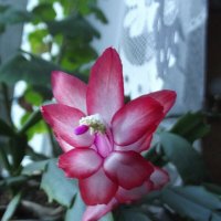 Декабрист :: Freddy 97 Декабрист :: Freddy 97