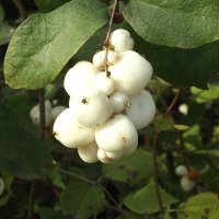 Снежноягодник :: Freddy 97