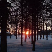 Пробираясь сквозь деревья :: Not Lion