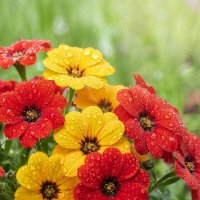 Друзья! С наступающим Вас праздником 8 марта !!! :: МАРИЯ ПОПОВА