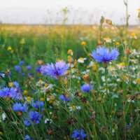 Полевые цветы :: Сергей Ц