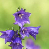 Campanula persicifolia L :: Игорь Сарапулов
