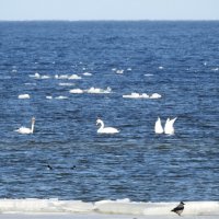 на море :: ИННА ПОРОХОВА