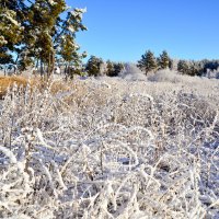 Зимний пейзаж. :: Михаил Курзанцев
