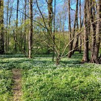 Куда ты, тропинка, меня привела...в красоту весеннюю! :: Лия ☼