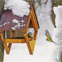Перезимовали :: Валентин Котляров