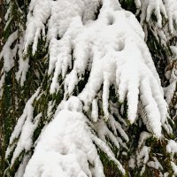 Еловые лапы. :: Игорь Викторов