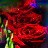 Роза, через призму хрусталя :: Илья Шенгелия