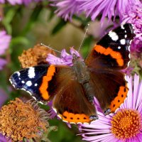 опять про бабочек...529 :: Александр Прокудин опять про бабочек...529 :: Александр Прокудин