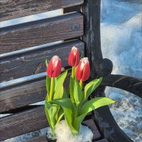 Три тюльпана (завтра 8 марта) :: Татьяна Машошина Три тюльпана (завтра 8 марта) :: Татьяна Машошина