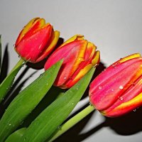 Тюльпаны к празднику :: Наталья ***