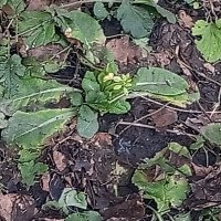 Примула :: Сапсан 