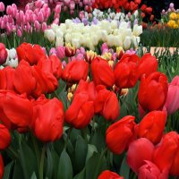 Пусть тюльпаны подарят вам НЕЖНОСТЬ! :: Татьяна Помогалова