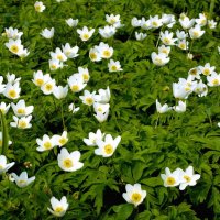 Весенние радости. :: VasiLina *