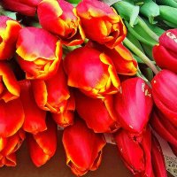 С весенним прекрасным праздником, милые женщины! :: Валентина  Нефёдова 