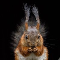 БЕЛКА :: Аркадий Лаптенко