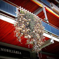 Цветы Барселоны. :: Владимир Драгунский Цветы Барселоны. :: Владимир Драгунский