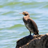 Птица в ластах :: Евгений Седов