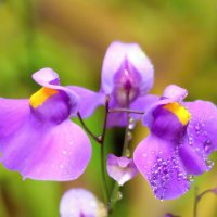 Дорогие женщины, с праздником 8 марта !!! :: Andrey Lomakin