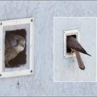 Приёмка гнезда :: Сеня Белгородский